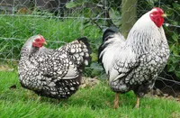 Фото Віандот