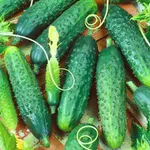 Фото Махаон F1