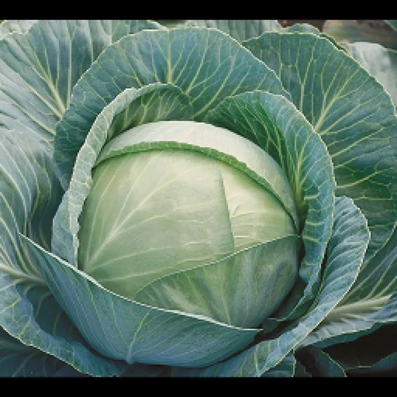 Кілагерб F1 / Kilaherb F1