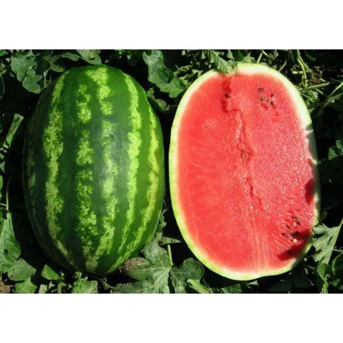 Прізматика F1 / Prismatica F1