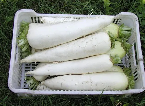 Ярола F1 / Jarola F1