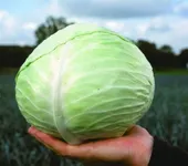 Фото Куізор F1 / Quisor F1