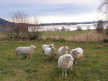 Породи овець Стейгар (Steigar)