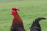 Фото Червоношапочна