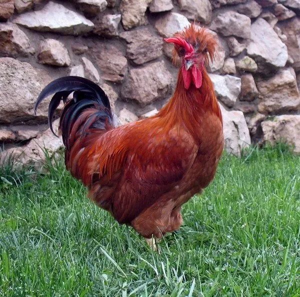 Російська чубата