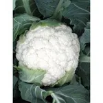 Фото Планіта F1 / Planita F1