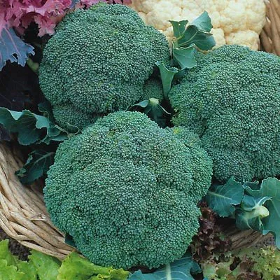 Грін Меджик F1 / Green Magic F1