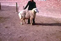 Фото Могані (Moghani)