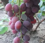 Фото Такасумі