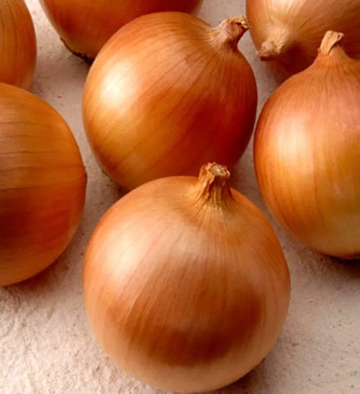 Августа / Augusta