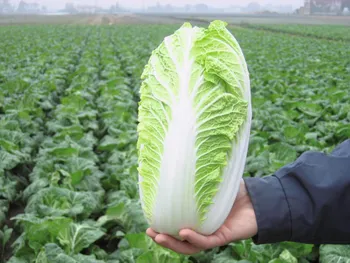 Сорти капусти Еміко F1