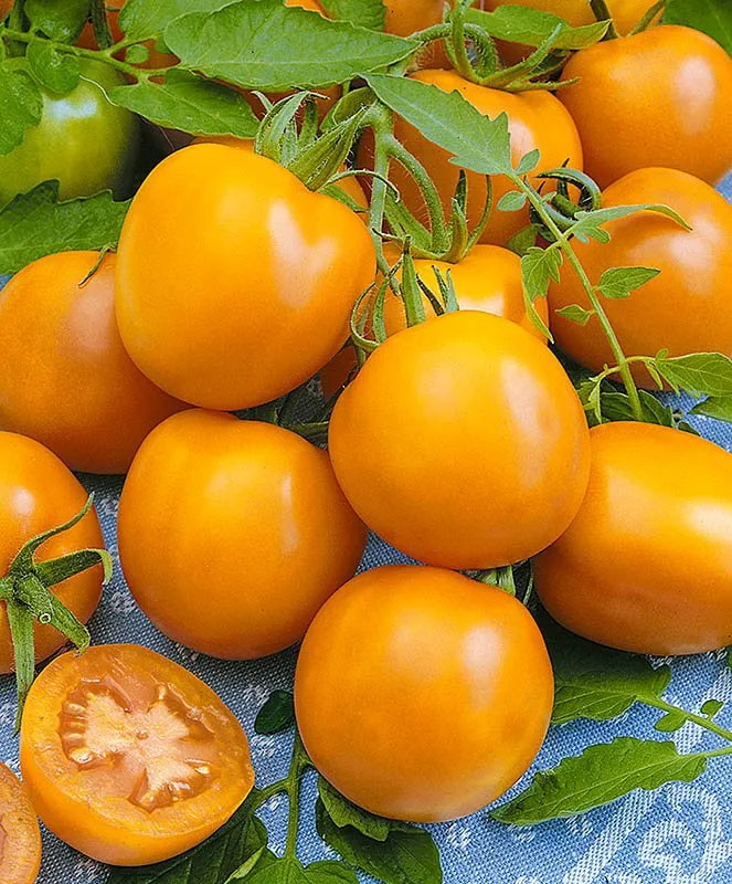 Форте Оранж F1