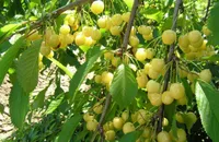 Фото Чермашна