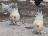 Фото Карликова Брама