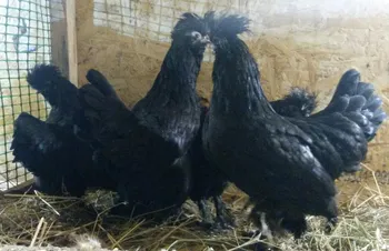Породи курей Сибірська Мохноножка