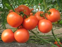 Фото Картье F1 / Kartier F1