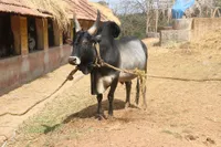 Фото Кангаям