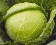 Фото Слава 1305