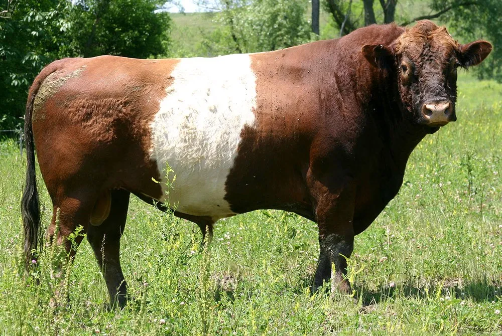 Буелінго (Buelingo)