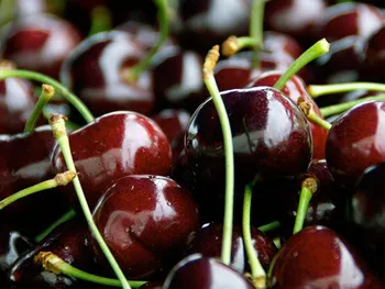 Сорти черешні Черешня Зодіак