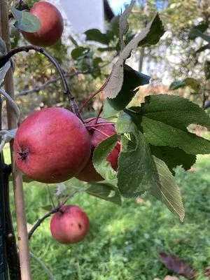 Каліпсо | Redlove Calypso