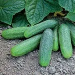 Фото Гармонія РЦ F1 / Harmonie RZ F1