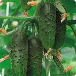 Фото Стрекоза F1