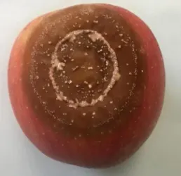 3850