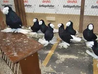 Фото Бернбурзький трубач-барабанщик