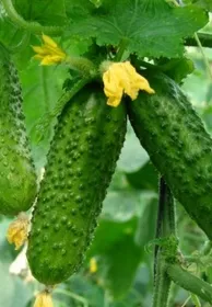 Сорти огірків Веласко F1 (Рокет F1)