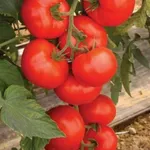 Фото Ведетта F1 / Vedetta F1