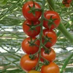 Фото Аранка F1 / Aranca F1