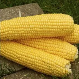 Сорти злакових Спіріт F1