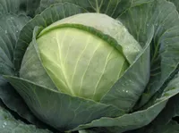 Фото Томас F1 / Tomas F1