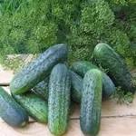 Фото Пучині РЦ F1 / Puccini RZ F1