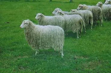 Вейс Хорнлос Гайдшнуцька (Weisse Hornlose Heidschnucke)