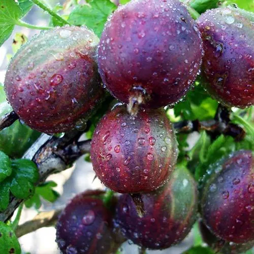 Рубіновий  Кулон