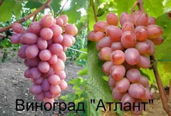 Сорти винограду Атлант