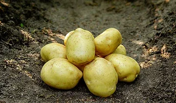 Сатурна (Saturna)