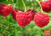 Фото Корольок