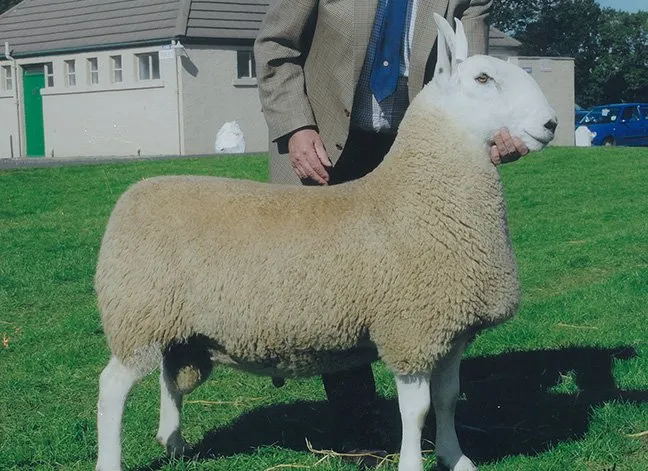 Лейстерська (Border Leicester)