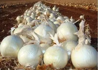 Фото Вайт Меджик F1 / White Magic F1