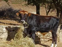 Фото Грецька Шортхорн