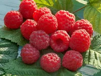 Фото Сонечко