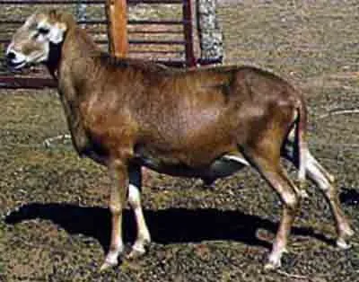 Африкана (Africana)