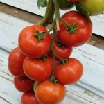 Фото Сіндел F1 / Cindel F1