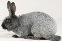 Фото Полтавське Срібло