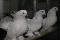 Фото Ростовський Лебідь