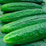 Фото Аскольд F1