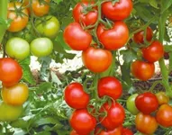 Фото Нікола